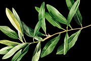 Watercolor Oliva Branch Clipart Png, an Object Graphic by Naty Art (Thumbnail 7 of 8)