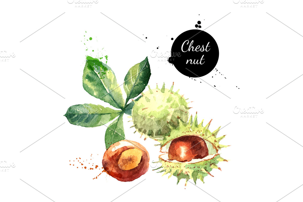 Watercolor Nuts Vector Set, a Food Illustration by Elena Pimonova (Photo 4 of 4)