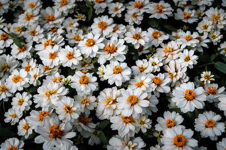 White and blue flowers in the spring garden, a Nature Photo by Art Rachen