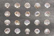 Seashells & Pearls PNG Collection, an Object Graphic by Olha Kostiuk (Thumbnail 3 of 5)