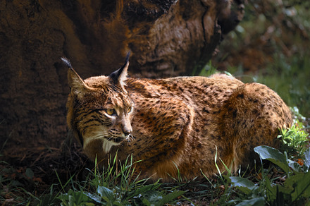 Iberian lynx resting by a tree in na, an Animal Photo by Perpis