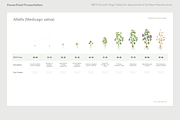 BBCH Growth Stages, Legume Crops, a Presentation Template by Ilia Design (Thumbnail 8 of 9)