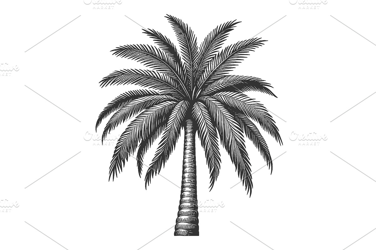 Palm Tree engraving sketch vector, an Object Illustration by AlexArt