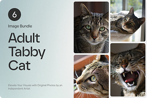 6 Image Bundle: Adult Tabby Cat