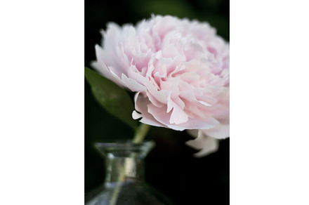 Soft Pink Peony Flower Photography