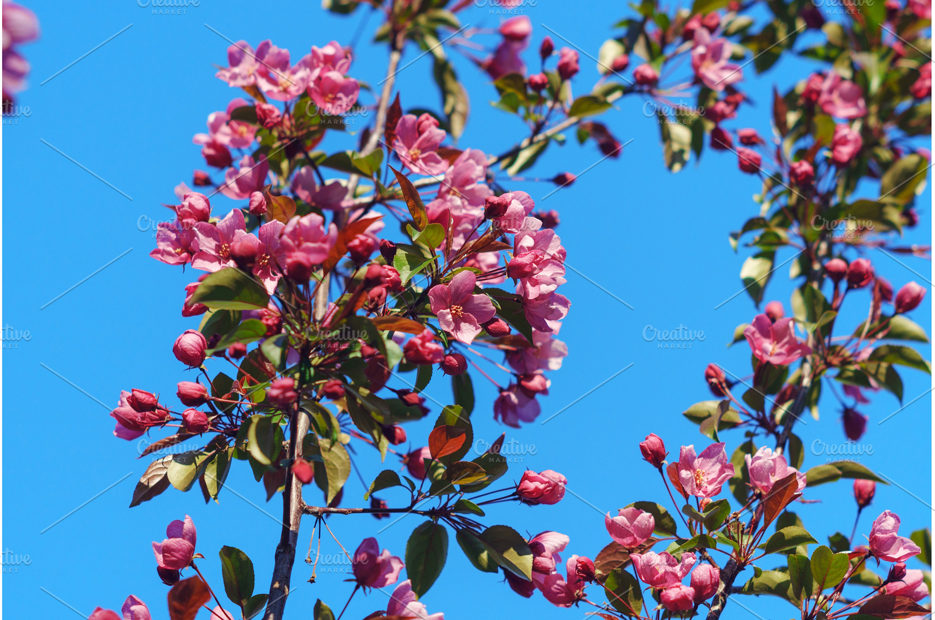 Blossoming white flowers frame a, a Nature Photo by darksoul72
