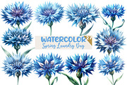 Watercolor Blue  Cornflower Clipart, an Illustration by Designworld (Thumbnail 1 of 6)