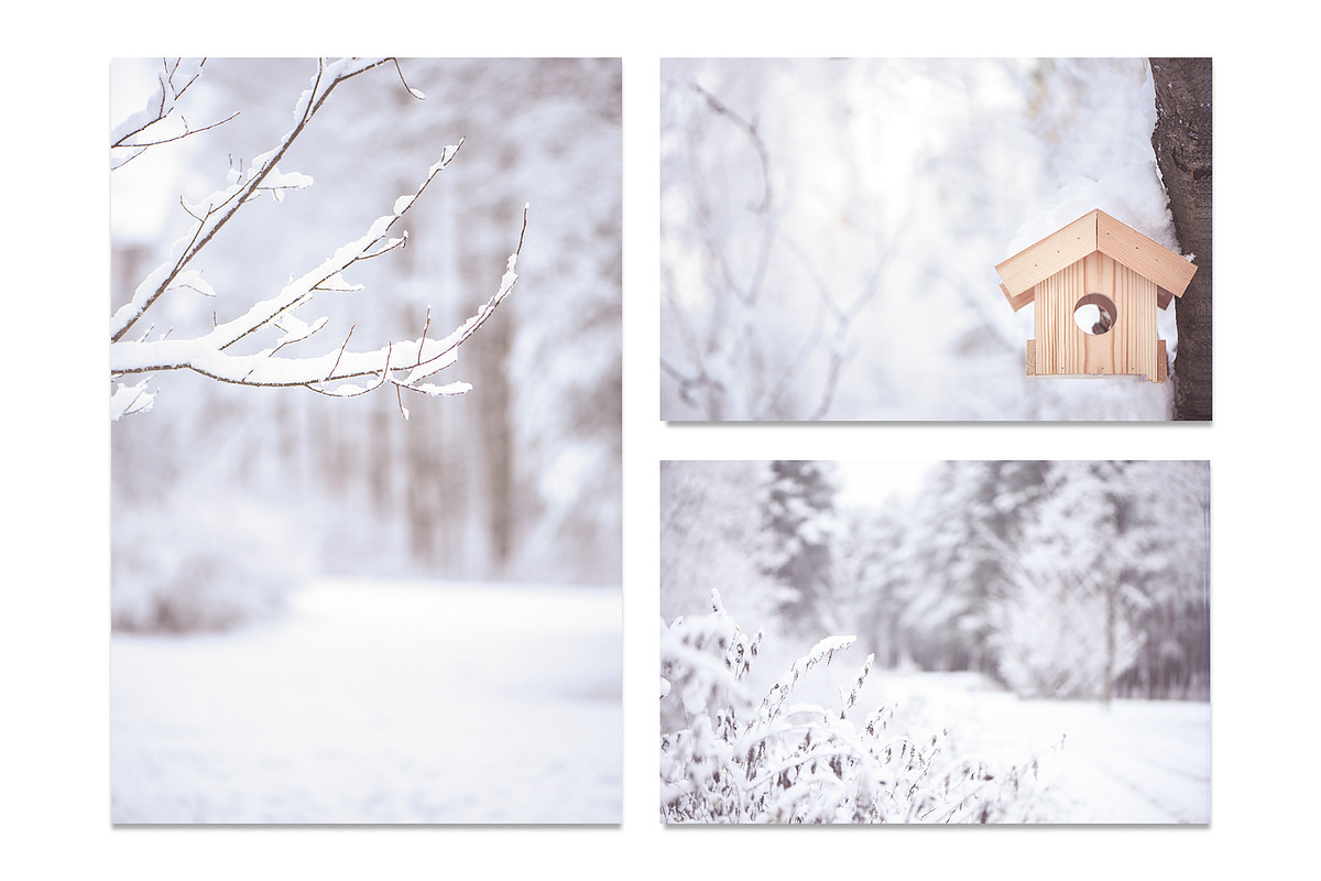 Winter Blurred background, a Nature Photo by WildStrawberry Magic (Photo 8 of 9)