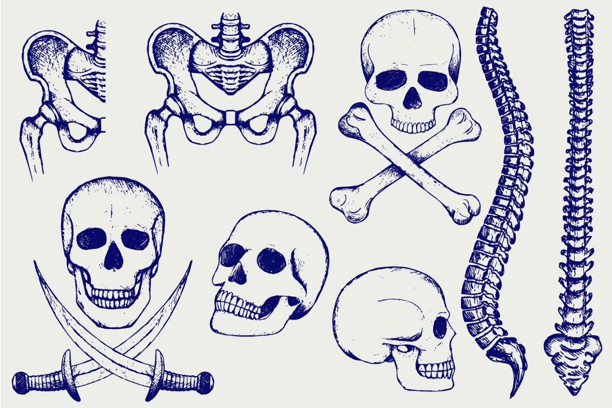 Skeleton, human bones, a Healthcare Illustration by LineworkStock (Photo 1 of 3)