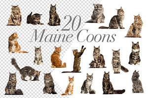 100 Cats Bundle - Cut-out Pictures