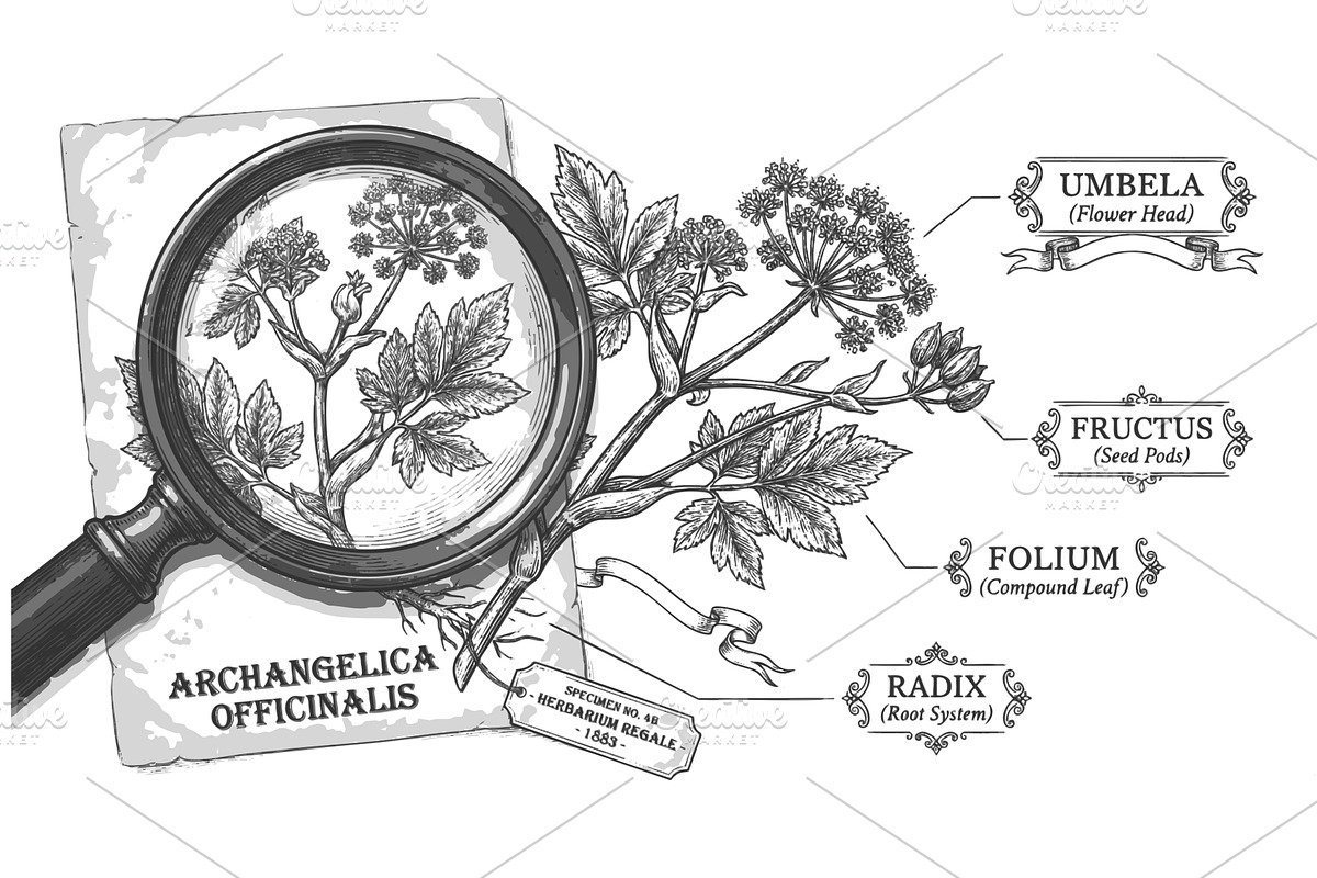 Botanical diagram of Archangelica, an Object Illustration by AlexArt