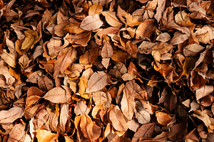 Fallen leaves covering ground autumn season texture, a Photo by salmon.black