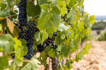 Vineyard at harvest time featuring grape, grapevine, and tasting