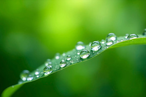 Macro Water Droplets on Bright Green, a Photo by LOGOCREATIVE