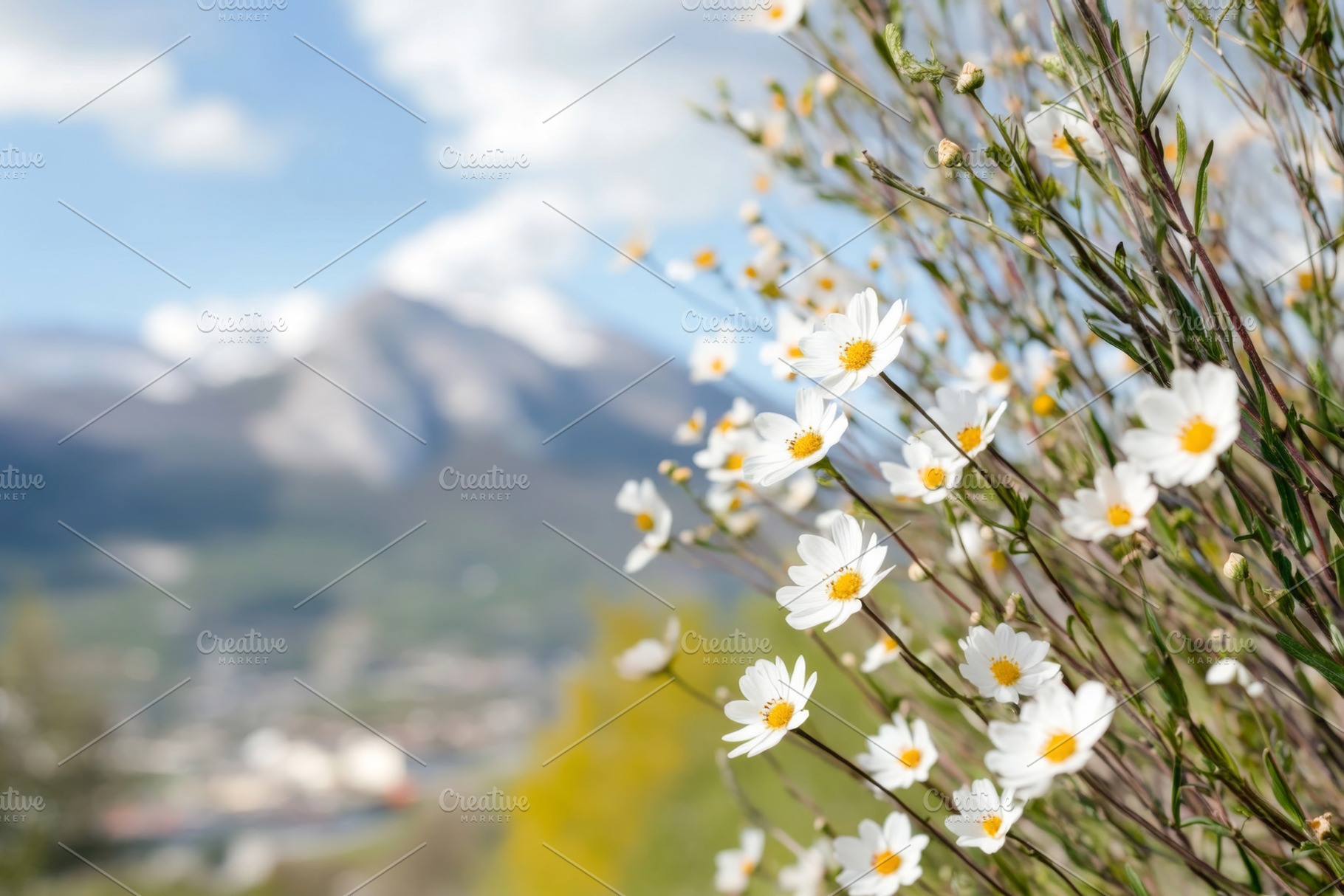 Spring holiday postcard with white d, a Photo by Dvoevnore photos