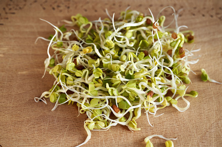Fresh radish sprouts on a table