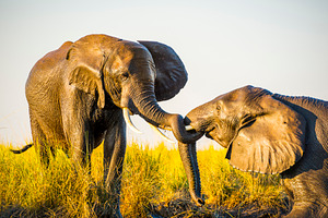 Elephants Playing In Mud, an Animal Photo by THP Creative