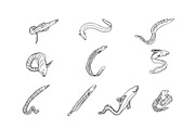Breeds Eel Handdrawn Vol 2, an Animal Illustration by SLAB! Design (Thumbnail 3 of 3)