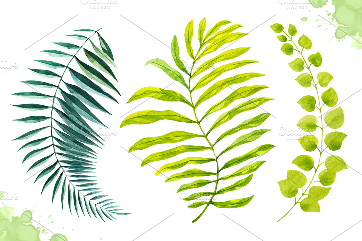 Watercolor tropical leaves set#2., a Decorative Illustration by AlexGreenArt (Photo 7 of 7)