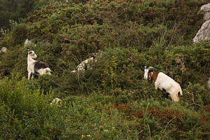 Goats grazing on a wild green hillsi, an Animal Photo by Perpis