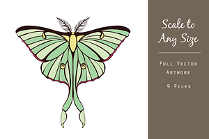 Luna Moth Vector Graphic Set