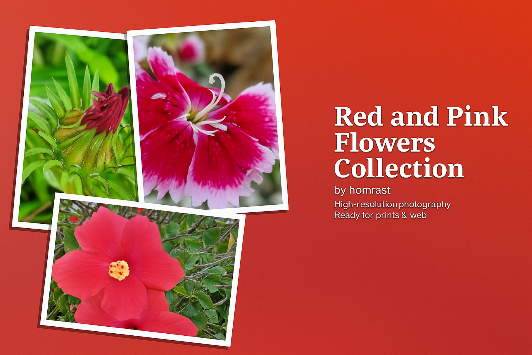Scarlet Serenity — Fine Art Floral, a Photo by Lens of Hom