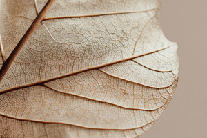 Detailed close-up of a dried leaf, a Photo by Beautiful things