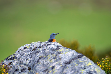 Male common rock thrush perched on a rock., an Animal Photo by CreativePhotoSpain