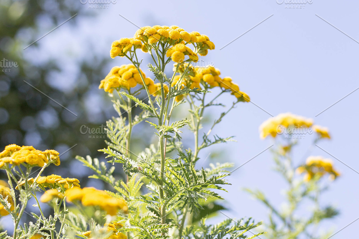 Herbalism Stock Photo Bundle, a Health & Medical Photo by Wellness Stock Market (Photo 9 of 16)