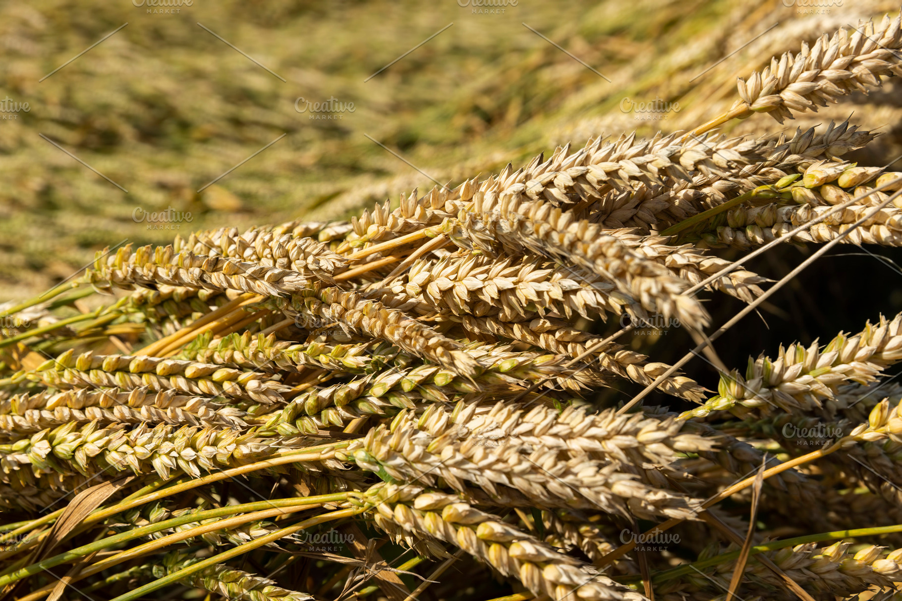 An agricultural field where wheat is grown, a Photo by MyPhotos