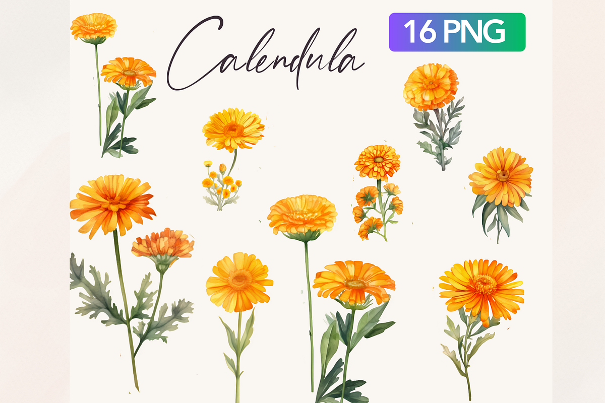 Watercolor Calendula flowers, a Decorative Illustration by TimCanvaTemplate (Photo 2 of 5)