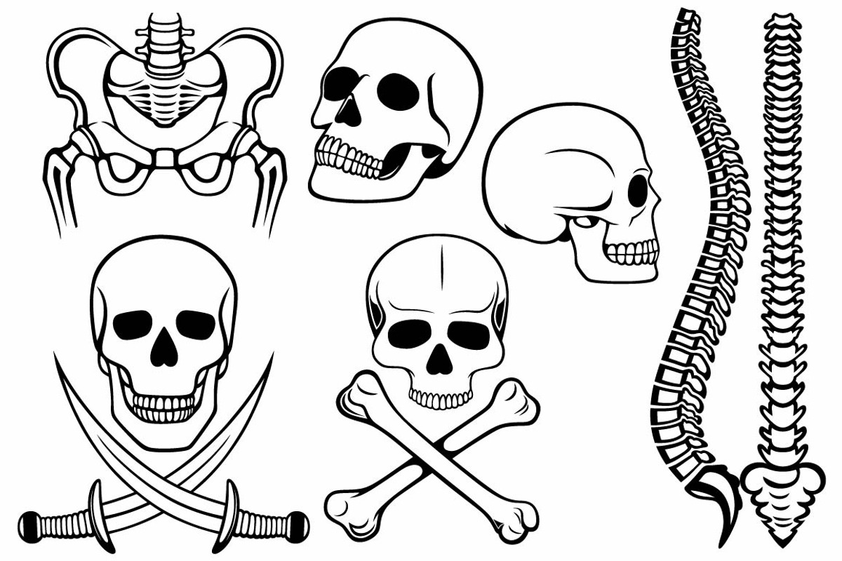 Skeleton, human bones, a Healthcare Illustration by LineworkStock (Photo 2 of 3)