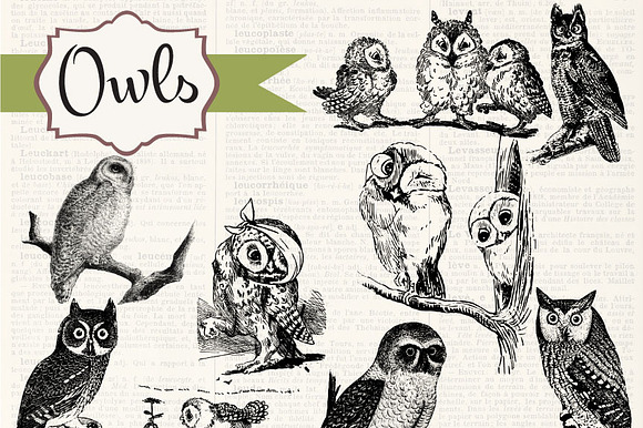 Vintage Owls Clipart & Brushes preview 4