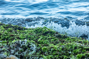 Fresh green algae covering rocky shore with ocean waves crashing in the backgro, a Nature Photo by Ales Munt