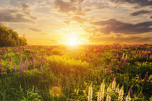 Lupines field bathed in vibrant sunrise glow. Tranquil countrysi, a Nature Photo by Eugene_Photo