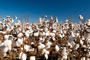 Cotton Fields, a Nature Photo by THP Creative