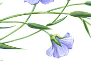 Flax Pencil Drawing Isolated, a Healthcare Illustration by Anna Repp Illustration (Thumbnail 4 of 4)