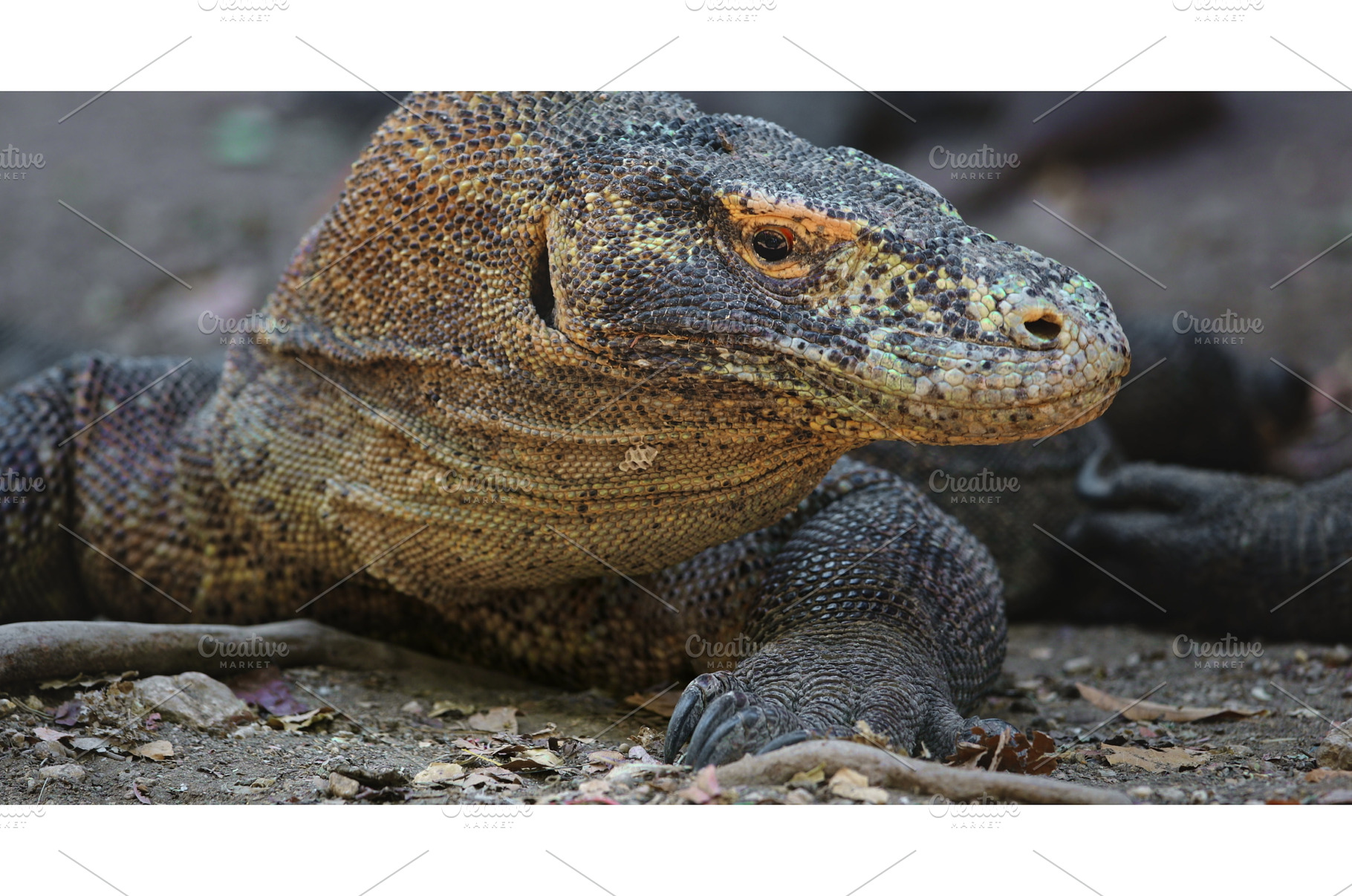 Komodo dragon resting on Rinca, an Animal Photo by Goinyk