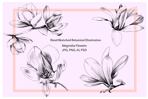 Hand Sketched Magnolia