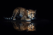 Savannah Animals Pack 200+ Images, an Animal Photo by Virgo Studio (Thumbnail 4 of 7)