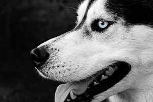 Husky stock photo containing husky and dog