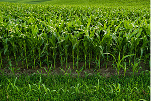 Rows of young corn plants growing on, a Nature Photo by volodymyrshtun13795