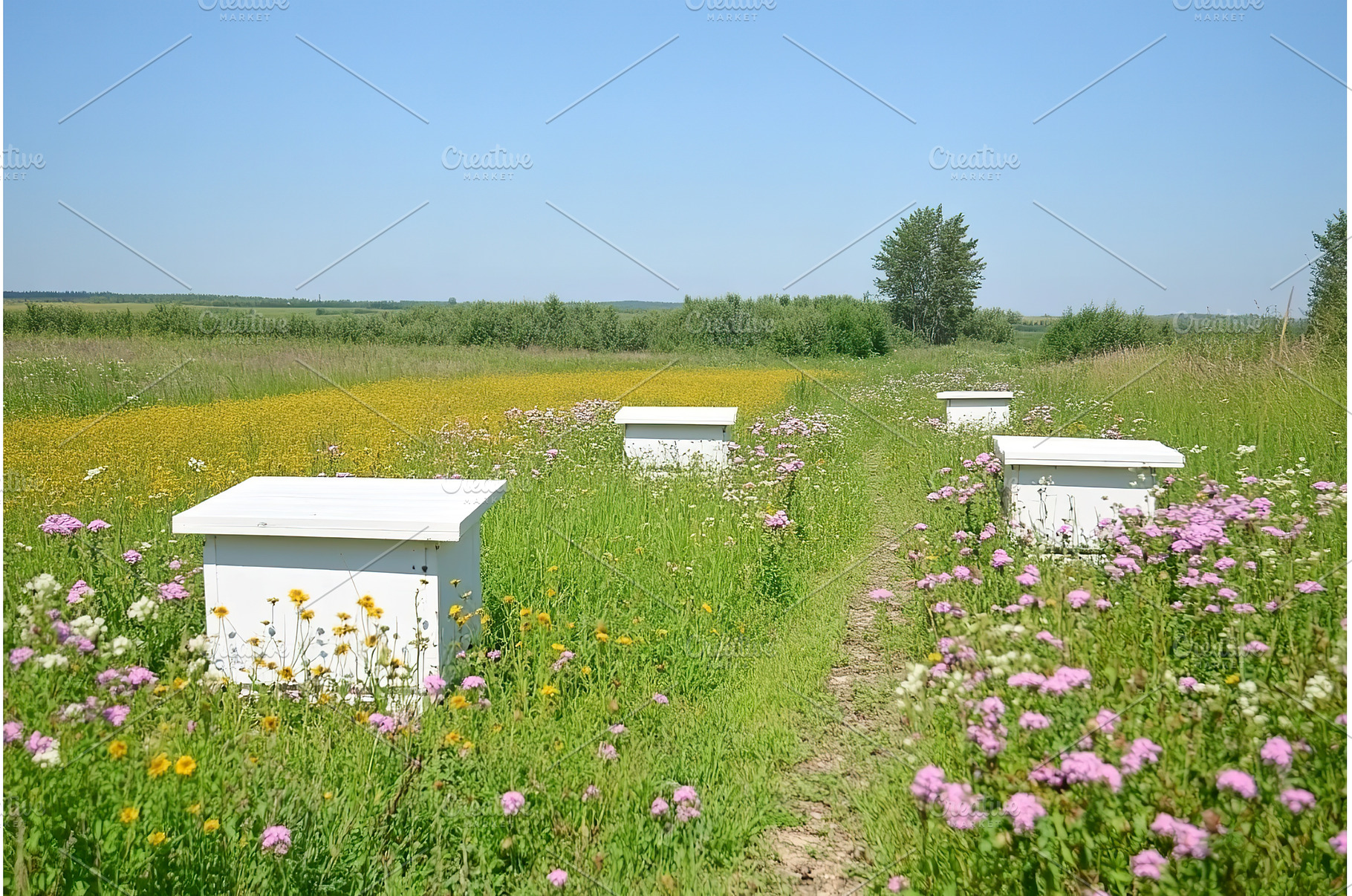 Beekeeping in Rural Areas. Beehives, a Nature Photo by Lermont51