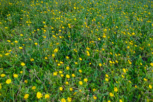 Green meadow with yellow wildflowers background, a Nature Photo by DanFLCreativo