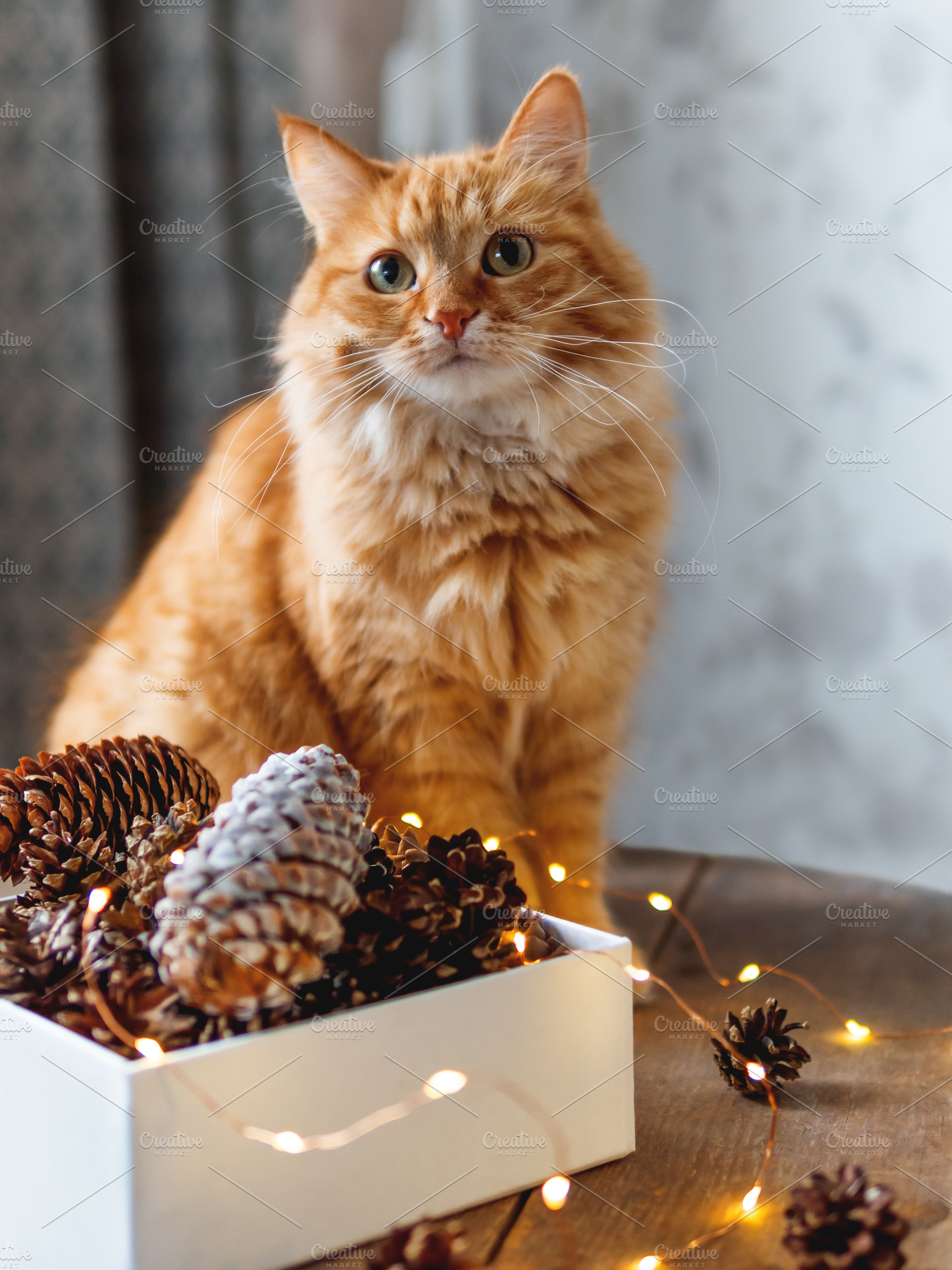 Cute ginger cat and pine cones stock photo containing cat and cute, an Animal Photo by Aksenov_K