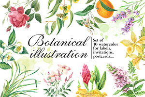 Botanical watercolor illustrations