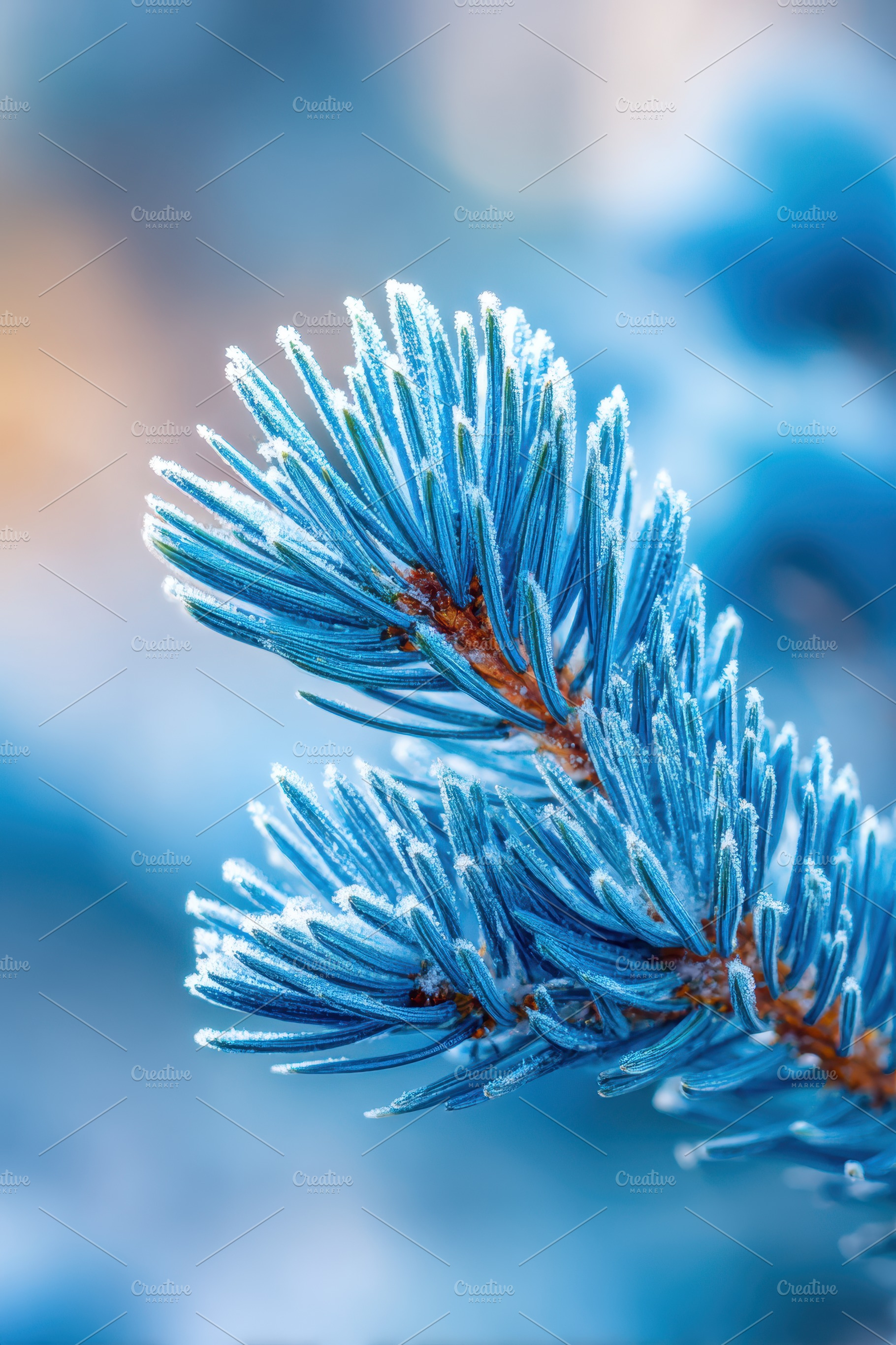 Frosted pine branch in blue tones, a Nature Photo by AlyaAnd