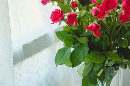 background of the many delicate little pink roses, a Nature Photo by TanaCh