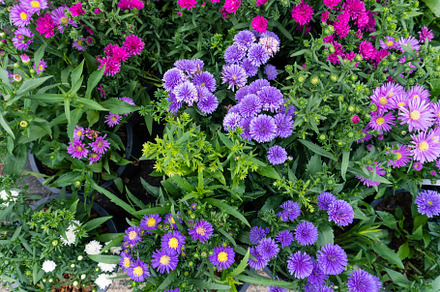 Flowers in the garden, a Nature Photo by AMMi