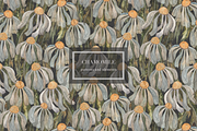 Patterns Chamomile, an Illustration by PASHKOVA (Thumbnail 1 of 11)